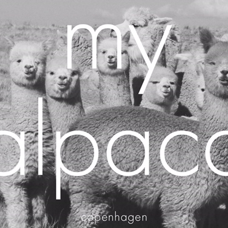 my alpaca Copenhagen