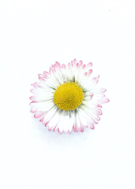 siffjensen.tusindfryd.tegning.tegningaftusindfryd.tegnekunst.farveblyant.blomstertegning.vildmedviljejpeg.jpeg