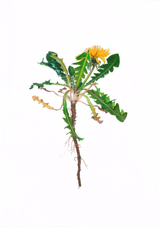 siffjensen.m_lkeb_tte.tegning.farveblyanttegning.blomstertegning.vildmedvilje.jpg